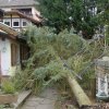 #13: Baum auf Gebäude