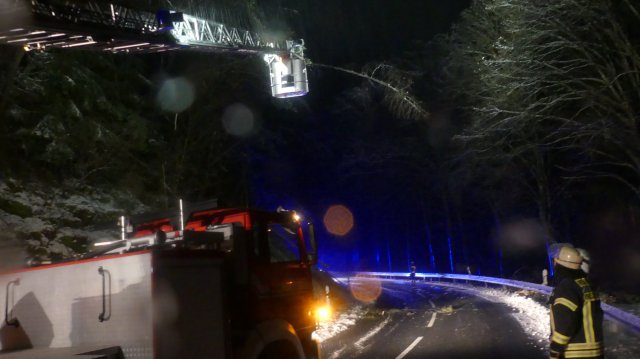 #19: Bäume über Straße